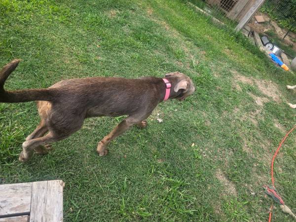 Bully mix 1
