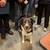 Border Collie/mix 3 thumbnail