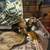 2 ferrets 2 thumbnail