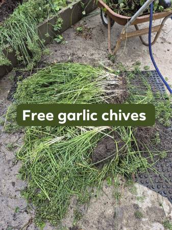 Garlic chives 1