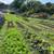 Experienced Farm Hand for Hire, Horses, Livestock, Gardens 3 thumbnail