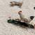 Tiny animal collection 4 thumbnail