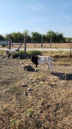 Dorper Rams 1