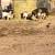 Assorted Goats 2 thumbnail