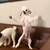 Toy Poodle 7 thumbnail