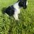 Cocker spaniel 7 thumbnail