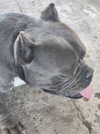 Adult bullys male blue/female white brown (Laredo tx)
