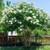Crape Myrtle tree’s Natchez 1 thumbnail