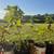 Chestnut Tree seedlings 1 thumbnail
