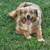 Mini aussies 4 thumbnail