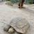Big turtle 3 thumbnail