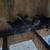 Clear the brooder! 8 pullets one money 4 thumbnail