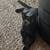 Rehoming Kitten 1 thumbnail