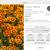 Daybreak Coreopsis 1 thumbnail