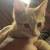 Adorable kittens ready for their forever home. 1 thumbnail