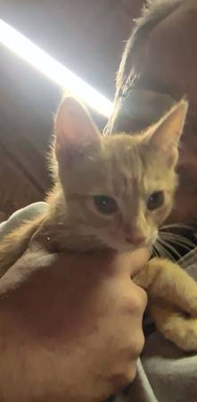 Adorable kittens ready for their forever home. 1
