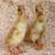 Runner Ducklings 3 thumbnail