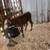 Calves 6 thumbnail
