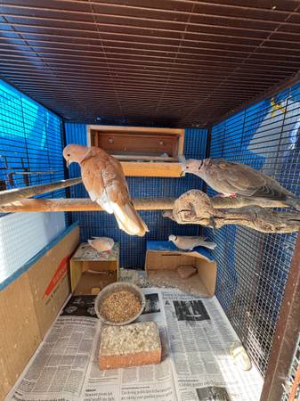 doves 1