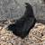 Copper Maran Pullets 4 thumbnail