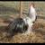 Rooster (Silver Duckwing Phoenix Bantam) 2 thumbnail