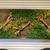 Original Moss Art 1 thumbnail
