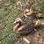 Ducks 1 thumbnail