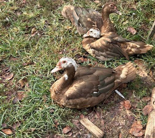 Ducks 1