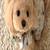 PreciousMaltipoo Babies 1 thumbnail