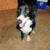 Border Collie 3 thumbnail
