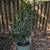 Lime trees 1 thumbnail