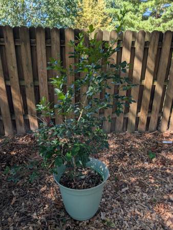 Lime trees 1