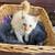 Kitten tree 5 thumbnail