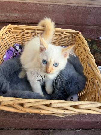 Árbol para gatitos595865599131013124