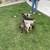 German pointer Puppy 8 thumbnail