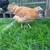 Young Chickens - Pullets - FEMALES - PRE SALE 1 thumbnail