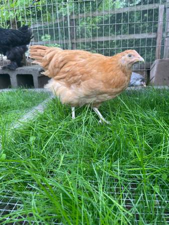 Young Chickens - Pullets - FEMALES - PRE SALE 1