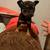 Chihuahuateacup 1 thumbnail
