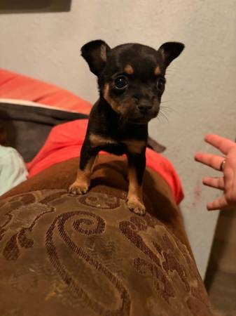 Chihuahuateacup 1