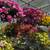 Hanging flowers 3 thumbnail