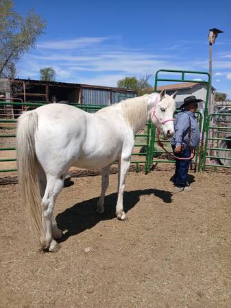 Gelding 1