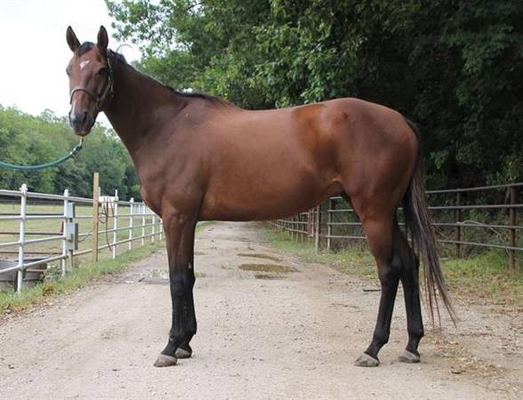 PHOENIX – 9 YEARS OLD THOROUGHBRED MARE 1