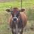 Mini Jersey Heifer 1 thumbnail