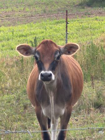 Mini Jersey Heifer 1