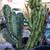 Myrtillocactus Geometrizans Crested $30 & Up (Crested Blue Myrtle) 3 thumbnail