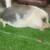 Pig 1 thumbnail