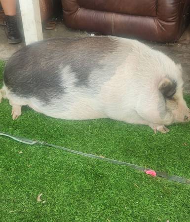 Pig 1