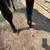 Black Stallion APHA 10 thumbnail