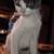Kitten 2 thumbnail