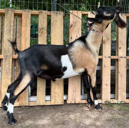 Farm Animals 1